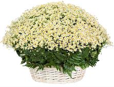 Цветочная композиция из Ромашки в корзине #REPLACE_PRED# Кулунде